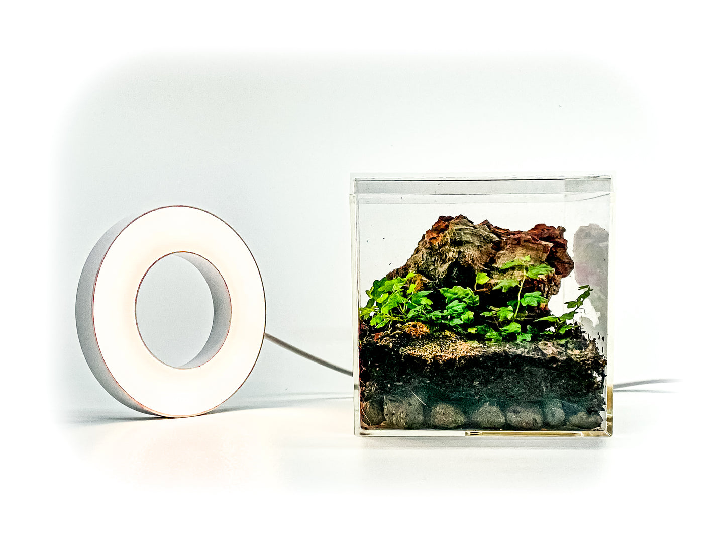 The Tiny Terrarium Kit (Live Isopods and Plants)