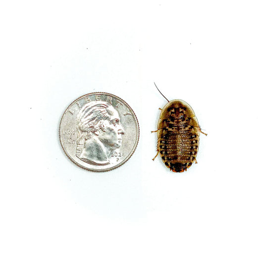 Dubia Roaches (LARGE - 7/8" Inch)