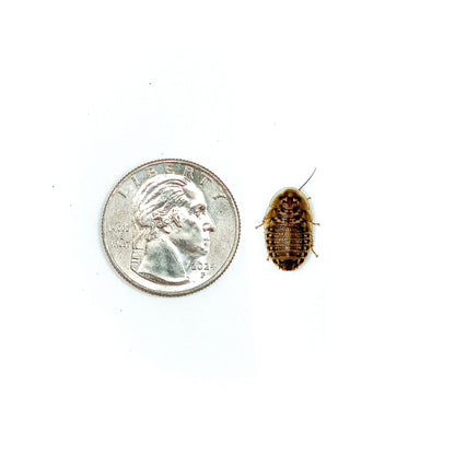 Dubia Roaches (MEDIUM - 1/2" Inch)