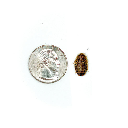 Dubia Roaches (MEDIUM - 5/8" Inch)