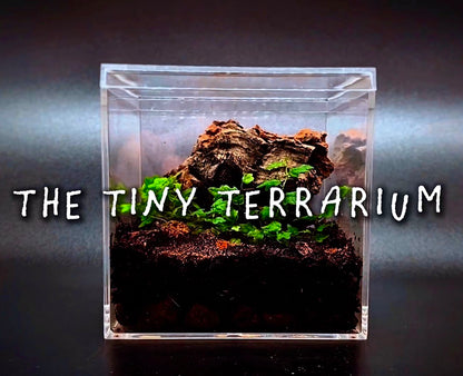 Complete Terrarium Kit - 4 Inch