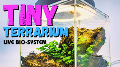 Complete Terrarium Kit - 6 Inch